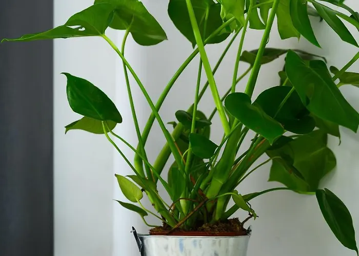 Cool Cool House * Liege